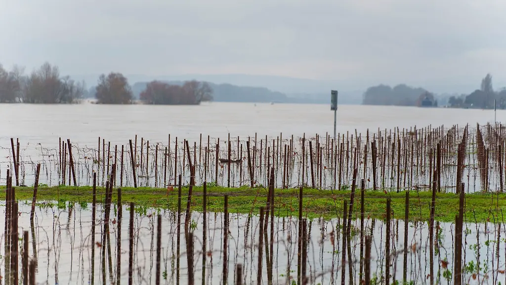 Weinreben-am-Rheinufer-bei-Eltville-stehen-unter-Wasser