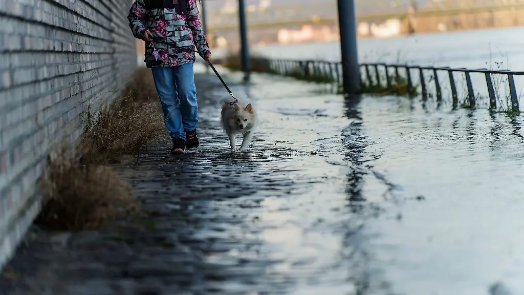 Ein-Hund-geht-mit-Frauchen-am-ueberfluteten-Rhein-Uferbereich-am-Stadtquartier-am-Zoll-und-Binnenhafen-spazieren