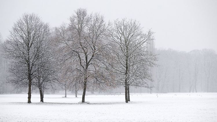 Schneebedeckte Bäume sind momentan kein seltener Anblick in Deutschland.