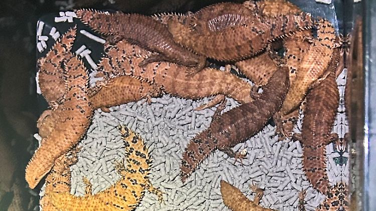 Ein Bild der Polizei von New South Wales zeigt australische Reptilien, die von der dortigen Polizei beschlagnahmt wurden.