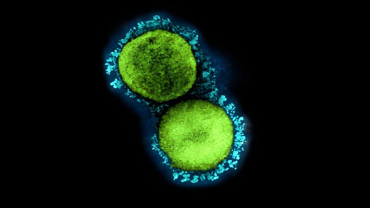Das Coronavirus unter einem Elektronenmiskroskop.