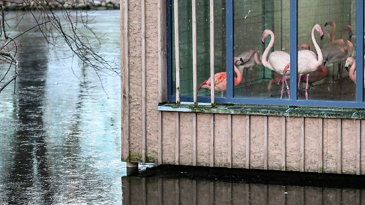 Wegen ihrer grazilen Beine können sich Flamingos schnell an scharfkantigem Eis Verletzungen zuziehen.