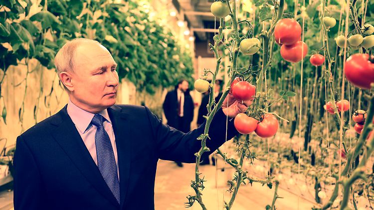Russlands Präsident Putin sieht sich bei einem Besuch in der Region Tschukotka in einem Gewächshaus Tomaten an. 