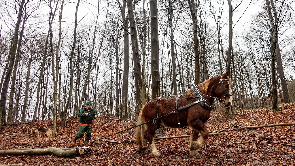 Der-Holzruecker-Arne-Bramstedt-arbeitet-mit-seinem-Pferd-Pueppi-im-Ruheforst-Gut-Knoop