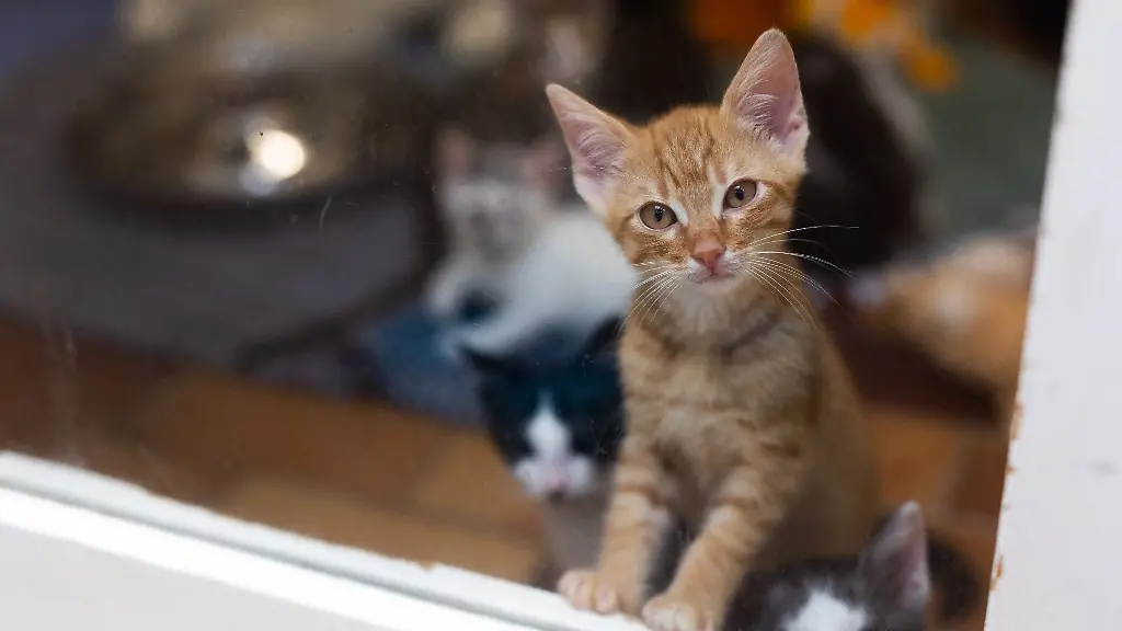 Ein-kleine-Katze-steht-im-Tierheim-hinter-einer-Glasscheibe