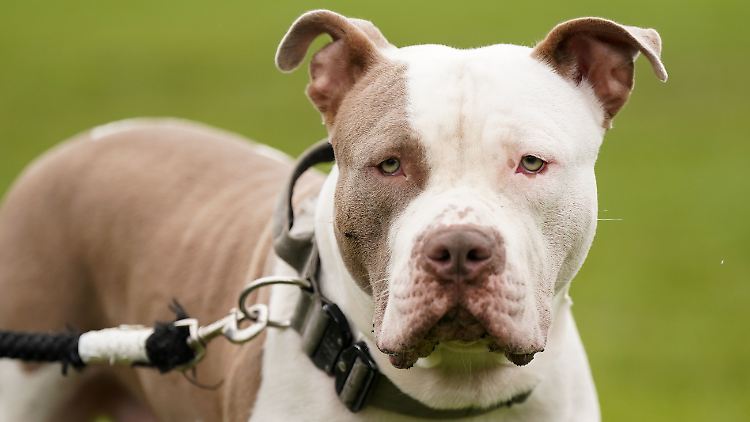 Bullys sollen zahlreich in Schottland ausgesetzt worden sein.