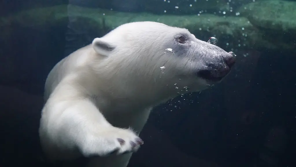 Eisbaerenmaedchen-Anouk-taucht-im-Wasser-im-Eisbaerengehege-im-Eismeer-im-Tierpark-Hagenbeck