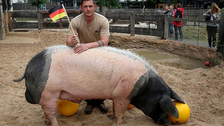 Auch bei der Fußball-WM 2018 brachte der Kölner Zoo einen Eber Eberhard in Stellung. Dieser wurde jedoch "Harry" genannt.