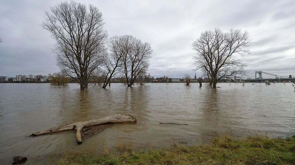 Die-Baeume-auf-der-Rheinaue-in-Koeln-Riehl-stehen-im-Hochwasser-des-Rheins