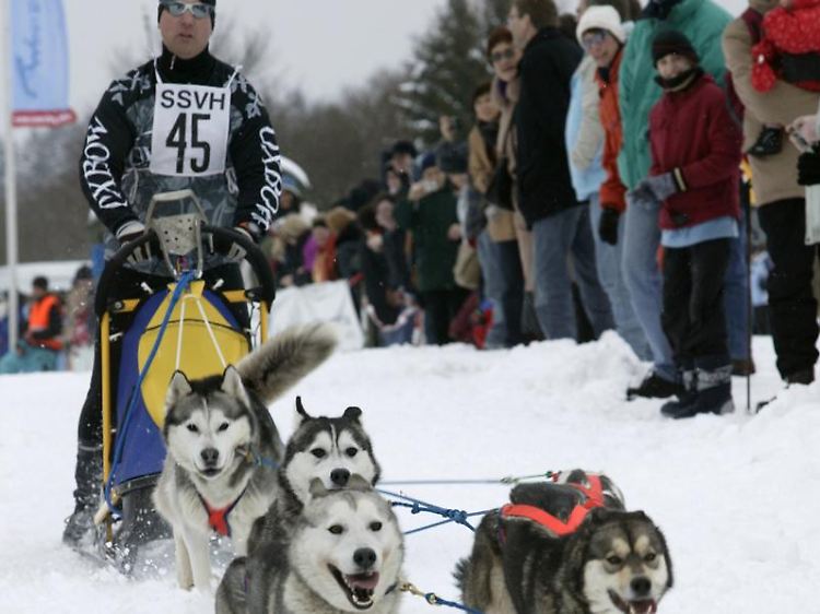 Action auf der Piste und Faszination entlang der Strecke: Die Hochsaison für Schlittenhunderennen ist angebrochen.