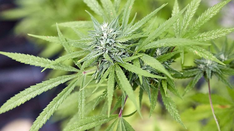 Der aktuelle Gesetzentwurf zur Cannabis-Legalisierung erlaubt den Privatbesitz von bis zu 25 Gramm.
