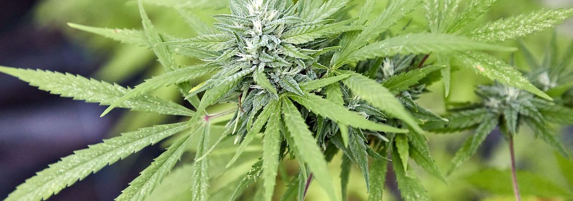Eigenanbau und Besitz bestimmter Mengen von Cannabis sollen für Volljährige ab 1. April 2024 erlaubt sein.