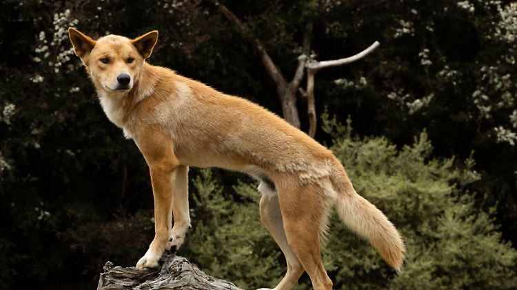 Auf der australischen Insel K'gari (früher Fraser Island) häufen sich Angriffe von Dingos.