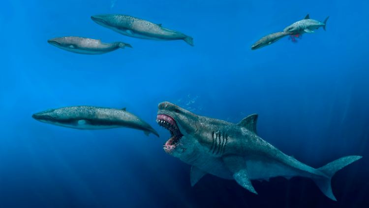 Bislang wurde der Megalodon auf 15 bis 20 Meter geschätzt.