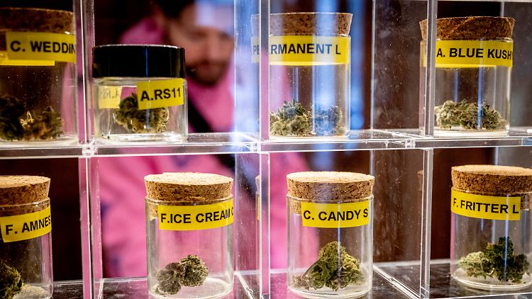 In den Niederlanden ist Mitte Dezember ein Pilotprojekt zum Verkauf von legal angebautem Cannabis gestartet.