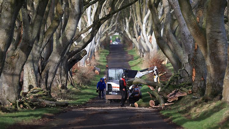 Mehrere Bäume von The Dark Hedges in Nordirland, die durch die Fernsehserie "Game of Thrones" berühmt wurden, wurden durch den Sturm "Isha" beschädigt und gefällt. 