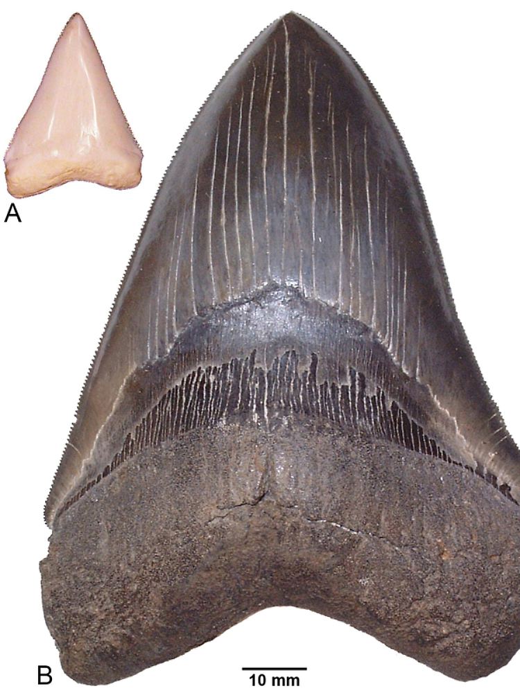 Größenvergleich von Zähnen eines heutigen circa 2,7 Meter langen Weißen Hais Carcharodon carcharias (A) und eines circa 9 Meter langen Otodus megalodon aus dem Miozän von South Carolina.