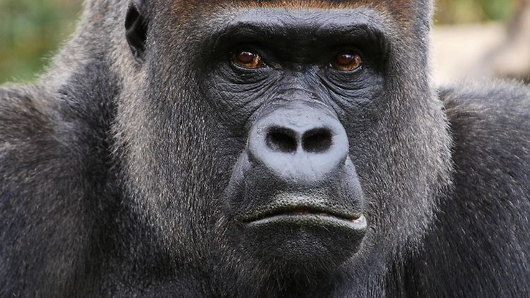 Auch der Östliche Flachlandgorilla steht auf der Roten Liste.