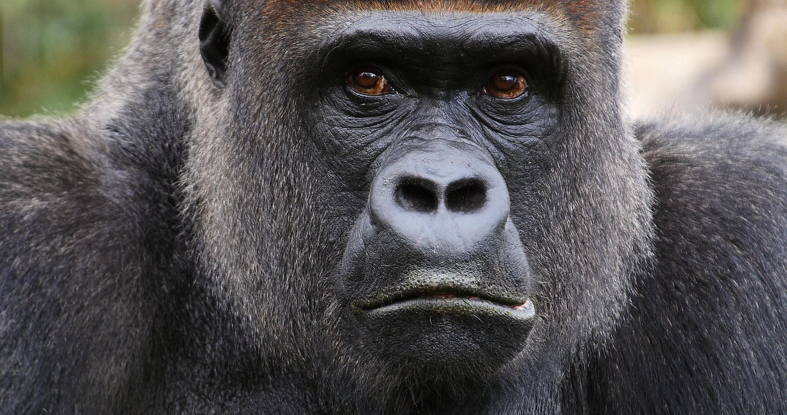 Spinnen, Kraken, Marder: Das sind die schlausten Tiere der Welt - n-tv.de