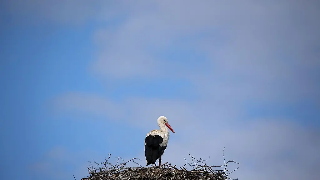 Ein-Storch-steht-in-seinem-Nest