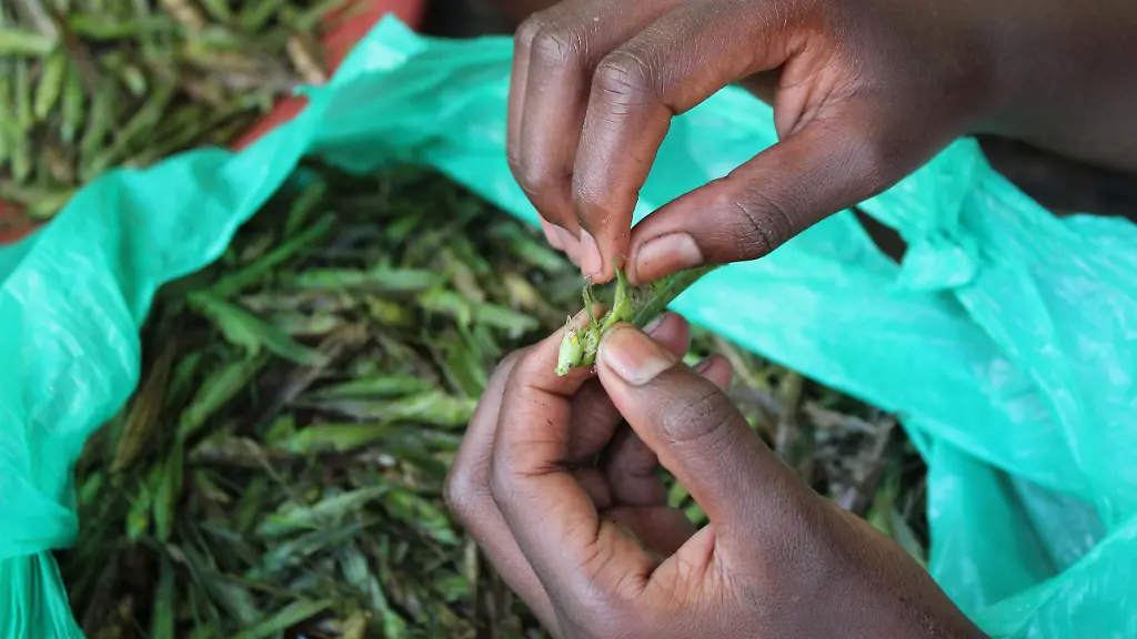 Grashuepfer-werden-grupft-schlindwein