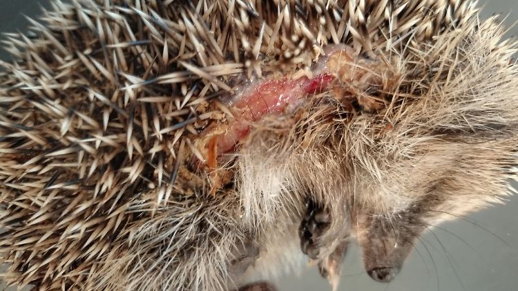Menschen bekommen von dem Leid in ihrem Garten oft gar nichts mit.