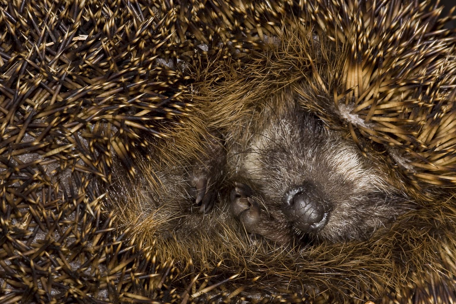 Eigentlich halten Igel von Mitte November bis in den März hinein Winterschlaf.