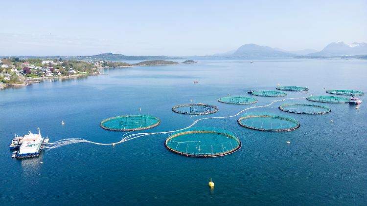 Mowi gehört zu den größten Lachs-Produzenten der Welt.