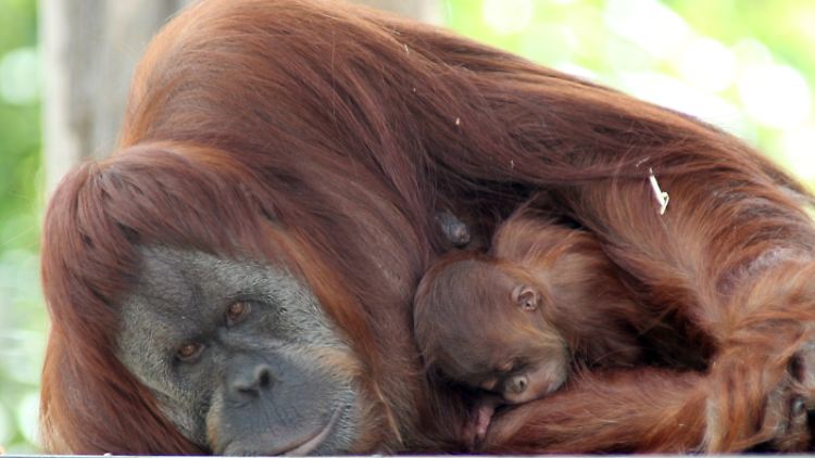 Ein Orang-Utan-Weibchen mit ihrem Jungen im Zoo von Melbourne.