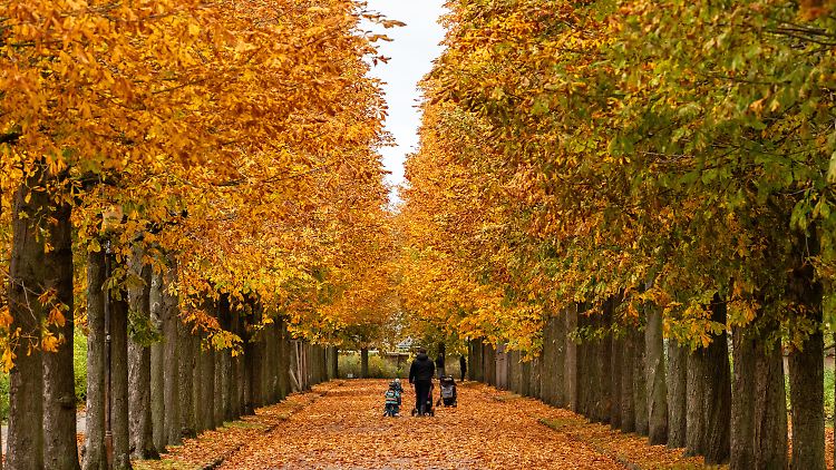 Wunderschöne Laubfärbung im Potsdamer Park Sanssouci. Aber gesund sind viele Bäume nicht.