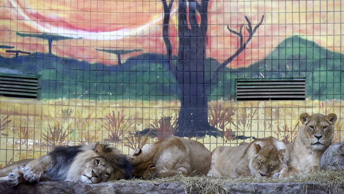 Besitzer von Löwen in der Ukraine müssen für die Tiere große Gehege einrichten. Diese Exemplare liegen gemütlich im Zoo von Kiew. Die drei Löwen für Frankreich stammen dagegen aus Privatbesitz.