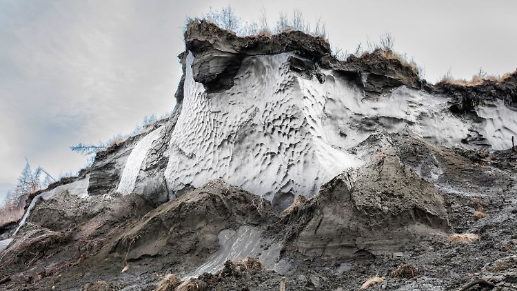 Permafrost findet sich auch in Sibirien. Durch auftauenden Permafrostboden brechen dort Ufer ab und Bäume versinken.