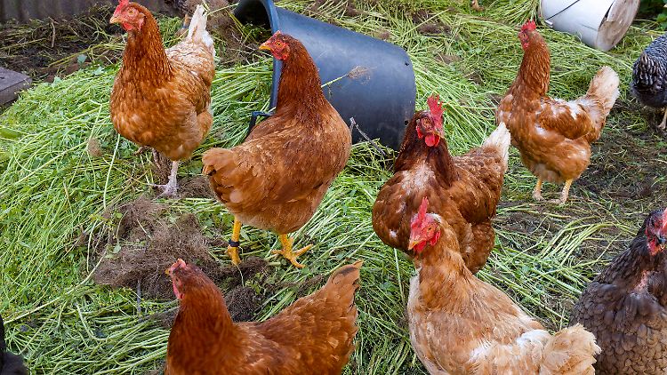 So viel Platz haben Hühner nicht in allen landwirtschaftlichen Betrieben in Deutschland. 