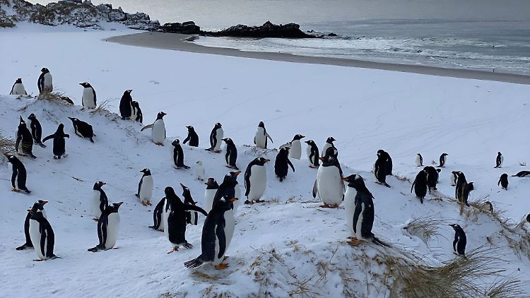 Mehr als 200 Küken und einige ausgewachsene Tiere wurden bisher auf den Falklandinseln tot gefunden.