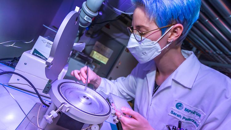 Eine Forscherin des Max-Planck-Instituts für evolutionäre Anthropologie untersucht sehr kleine Proben von Tierzähnen, um Informationen über frühere Klimazonen zu gewinnen, in denen die Tiere lebten.