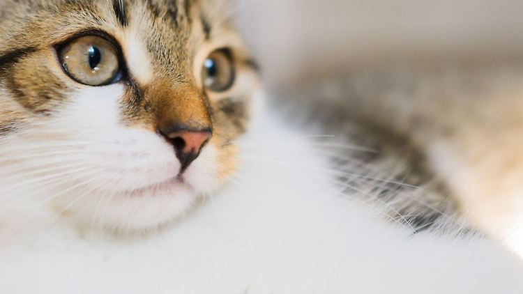 Katzen sind sehr beliebte Haustiere - aber manche Menschen sind mit ihrer Haltung auch überfordert.