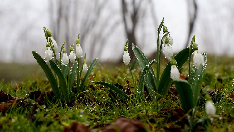 Die Schneeglöckchen blühen zu früh. Die milde Luft machts möglich. 