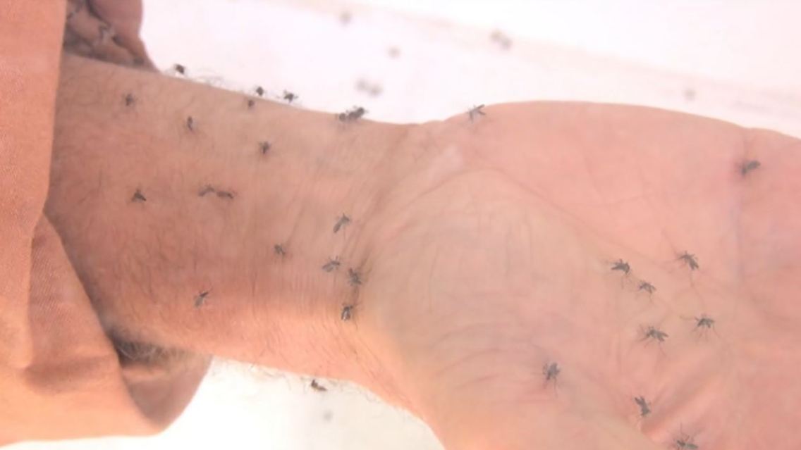 dengue.JPG