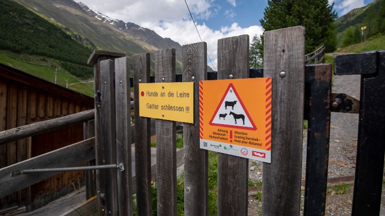Vereinzelt warnen Schilder in Tirol vor frei laufenden Kühen. Gegenüber Hunden können Kühe aggressiv reagieren.  