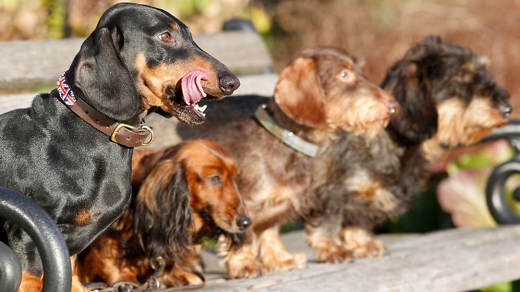 Kleine reinrassige Hunde mit länglichem Schädel haben Experten zufolge die höchste mediane Lebenserwartung.