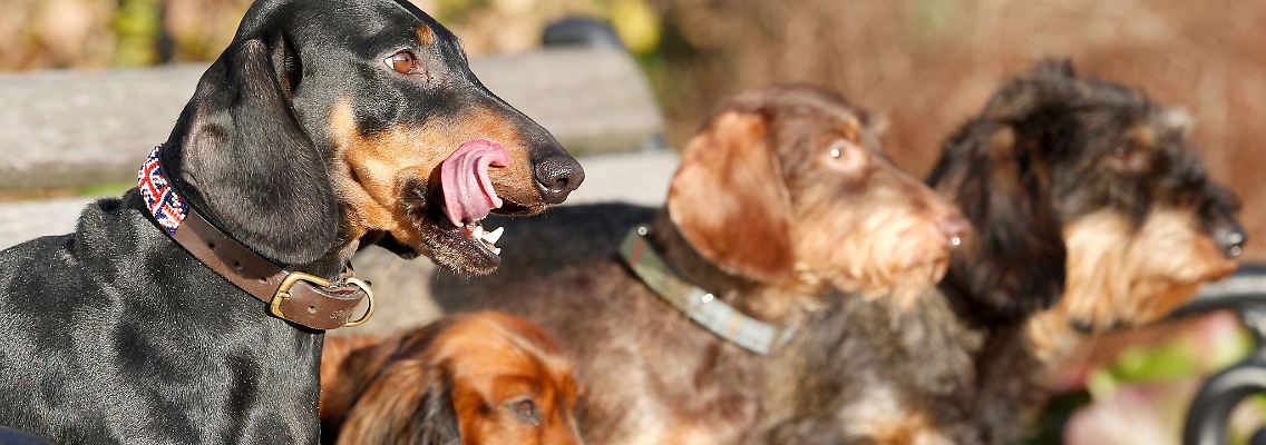 Experten zufolge haben kleine reinrassige Hunde mit länglichem Schädel die höchste mediane Lebenserwartung.