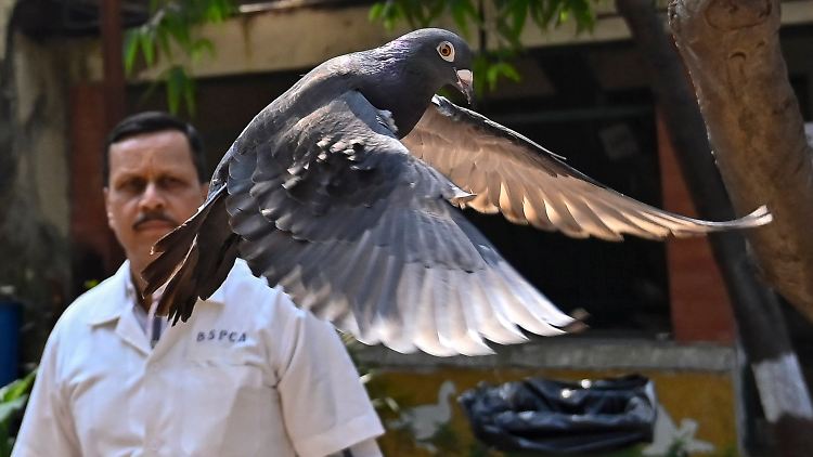 In Indien ist eine Taube wegen des Verdachts auf chinesische Spionage acht Monate lang festgehalten worden.
