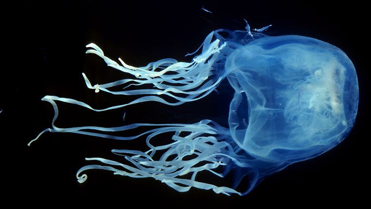 Australische Würfelqualle oder Seewespe (Chironex fleckeri), auf Englisch Box Jellyfish: die giftigste Qualle der Welt. 