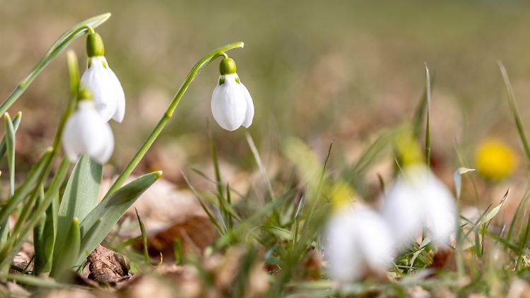 Die ersten Schneeflöckchen blühen bereits in Deutschland. 