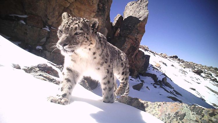 Der "Geist der Berge": Eine Wildtierkamera fängt einen Schneeleoparden in Tibet ein. 