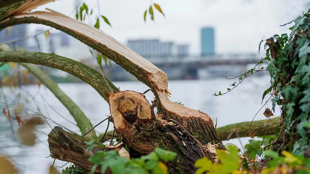 Ein-Baum-am-Mainufer-im-Licht-und-Luftbad-zeigt-deutliche-Bissspuren-von-einem-Biber
