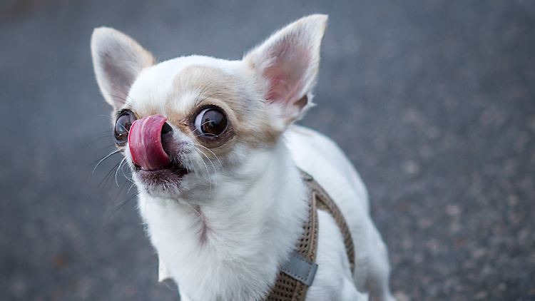 Die Zunge eines Chihuahuas brachte sein Herrchen ins Krankenhaus. (Symbolbild)