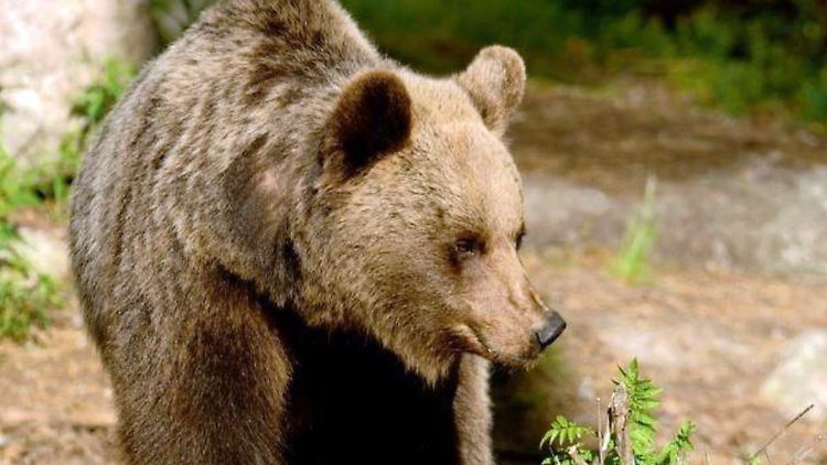 Ein Braunbär in der italienischen Region Trentino.