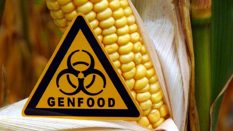 Bevor weniger strenge Gentechnik-Regeln endgültig beschlossen werden können, müssen sie noch in einem weiteren Schritt mit den EU-Staaten ausgehandelt werden.