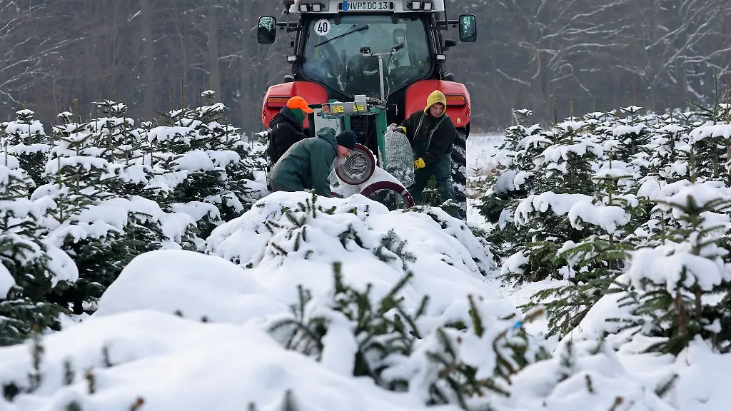 Bei-Ostseetanne-werden-auf-einer-verschneiten-Plantage-Weihnachtsbaeume-fuer-den-Abtransport-verpackt